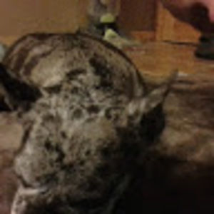 Meet your Posher, Mallory